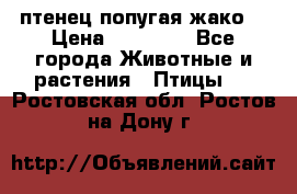 птенец попугая жако  › Цена ­ 60 000 - Все города Животные и растения » Птицы   . Ростовская обл.,Ростов-на-Дону г.